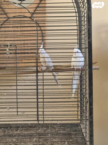 תמונת מודעה - חיות מחמד