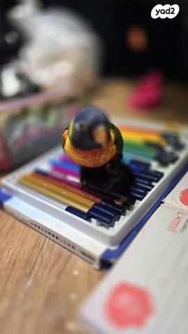 תמונת מודעה - חיות מחמד