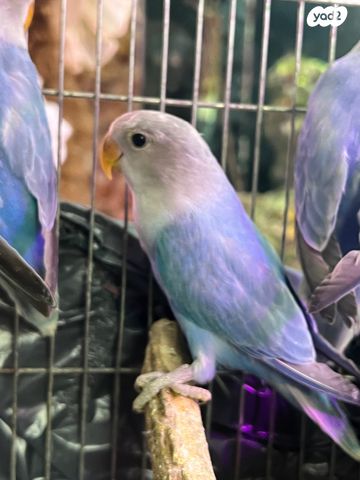 תמונת מודעה - חיות מחמד