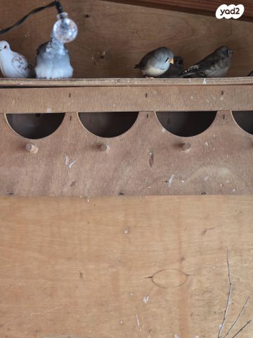 תמונת מודעה - חיות מחמד