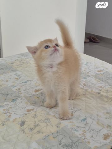 תמונת מודעה - חיות מחמד