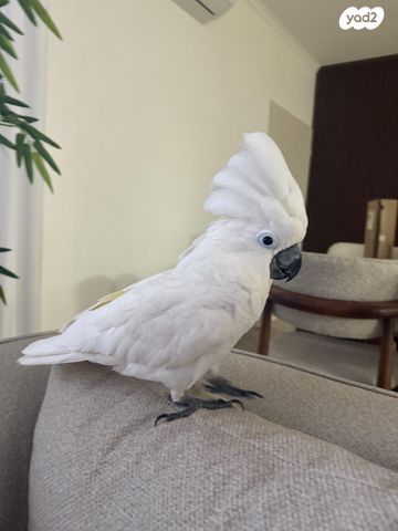 תמונת מודעה - חיות מחמד