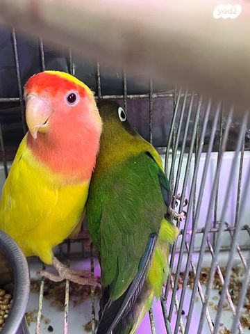 תמונת מודעה - חיות מחמד