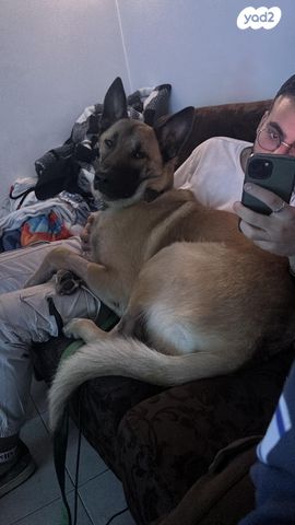 תמונת מודעה - חיות מחמד