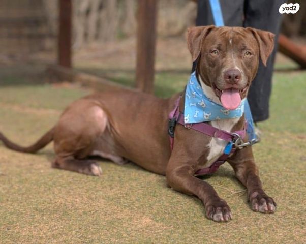 תמונת מודעה - חיות מחמד