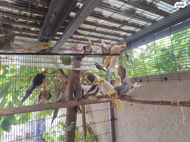 תמונת מודעה - חיות מחמד