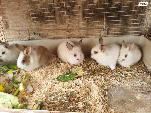 תמונת מודעה - חיות מחמד