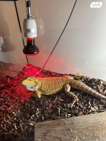 תמונת מודעה - חיות מחמד