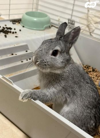 תמונת מודעה - חיות מחמד