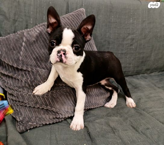 תמונת מודעה - חיות מחמד