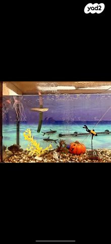 תמונת מודעה - חיות מחמד