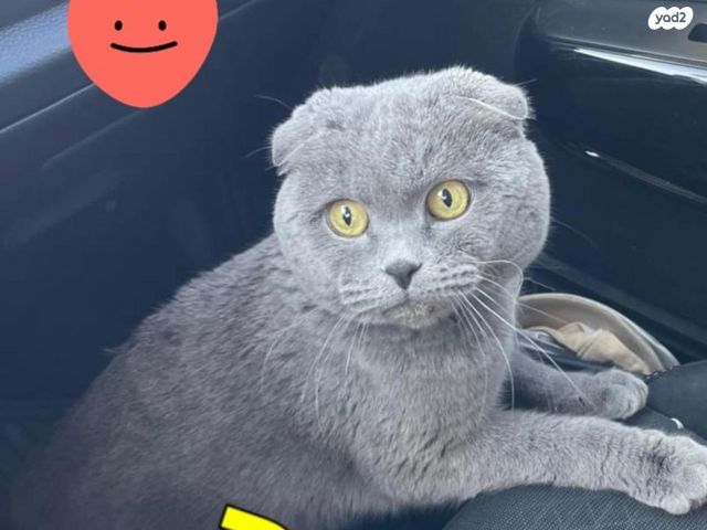 תמונת מודעה - חיות מחמד