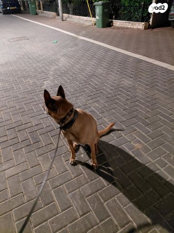 תמונת מודעה - חיות מחמד