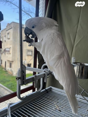 תמונת מודעה - חיות מחמד