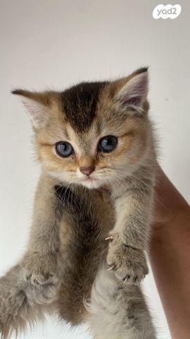 תמונת מודעה - חיות מחמד