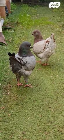 תמונת מודעה - חיות מחמד