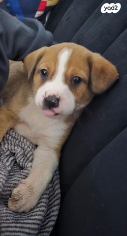 תמונת מודעה - חיות מחמד