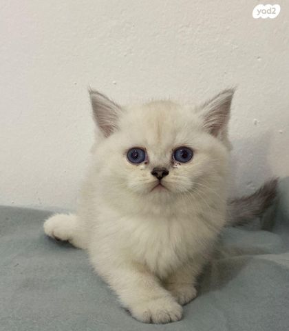 תמונת מודעה - חיות מחמד