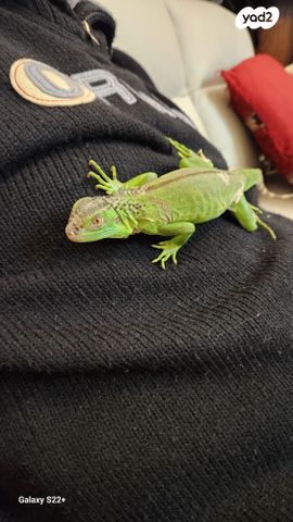 תמונת מודעה - חיות מחמד