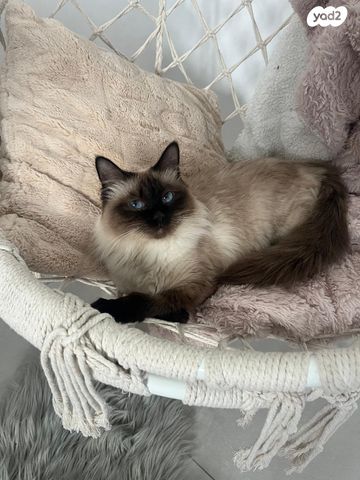 תמונת מודעה - חיות מחמד