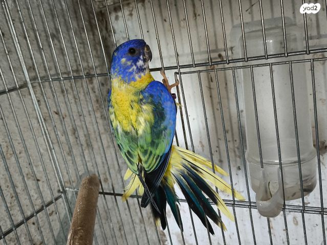 תמונת מודעה - חיות מחמד