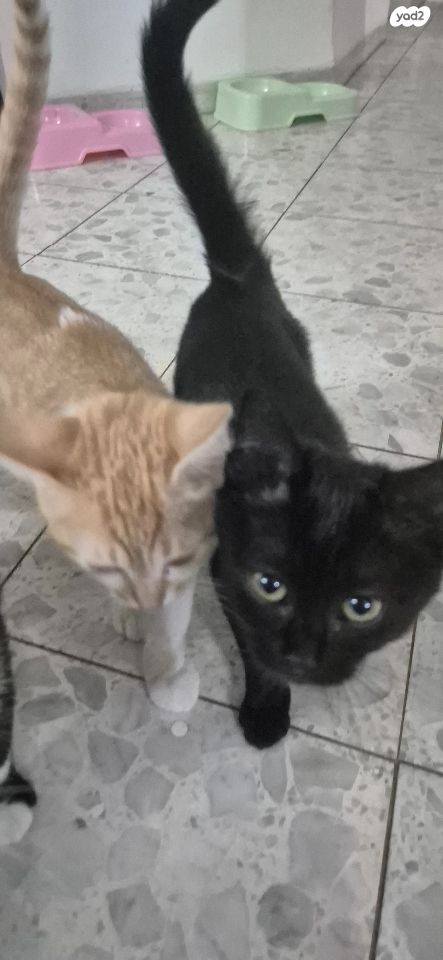 תמונת מודעה - חיות מחמד