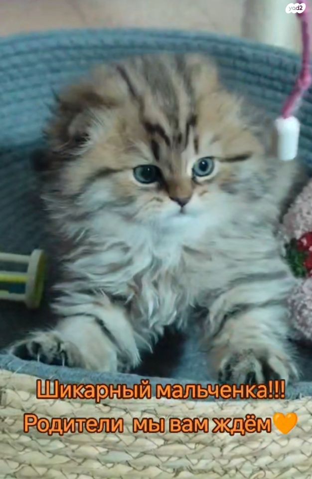 תמונת מודעה - חיות מחמד