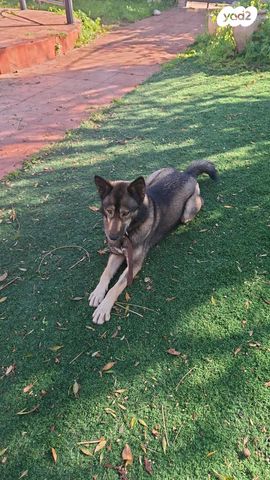 תמונת מודעה - חיות מחמד