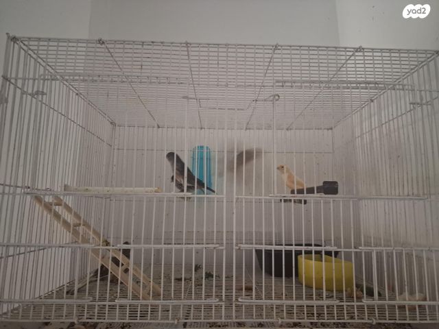 תמונת מודעה - חיות מחמד