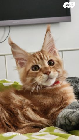 תמונת מודעה - חיות מחמד