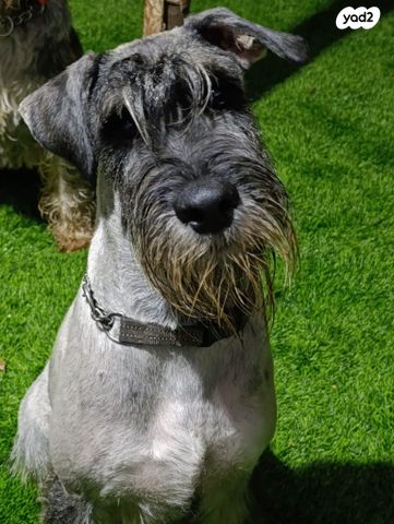 תמונת מודעה - חיות מחמד