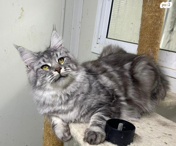 תמונת מודעה - חיות מחמד