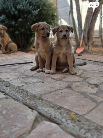 תמונת מודעה - חיות מחמד