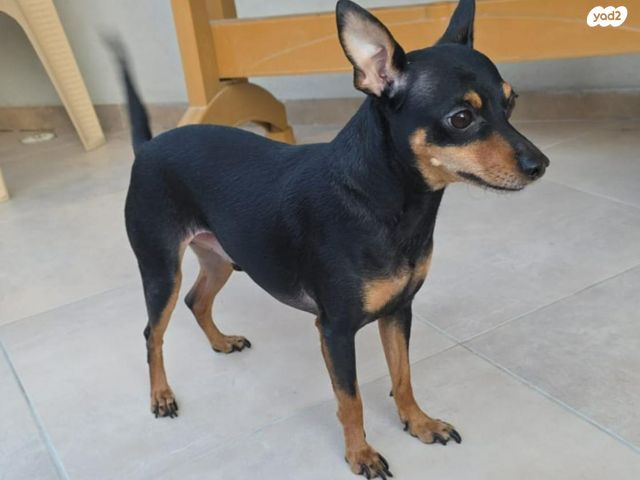 תמונת מודעה - חיות מחמד