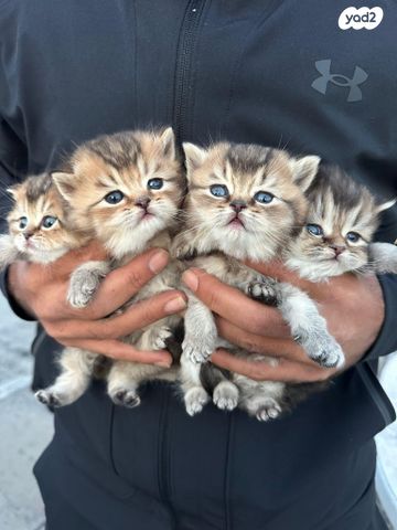 תמונת מודעה - חיות מחמד