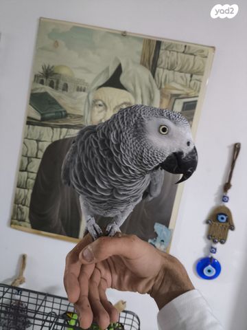 תמונת מודעה - חיות מחמד