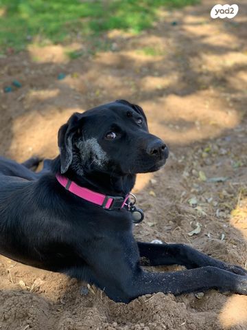 תמונת מודעה - חיות מחמד