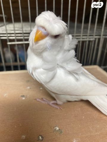 תמונת מודעה - חיות מחמד