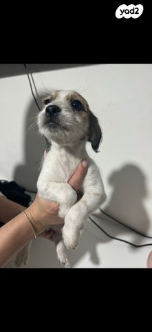 תמונת מודעה - חיות מחמד