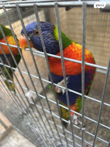 תמונת מודעה - חיות מחמד