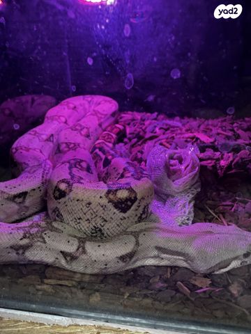 תמונת מודעה - חיות מחמד