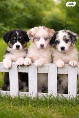 תמונת מודעה - חיות מחמד