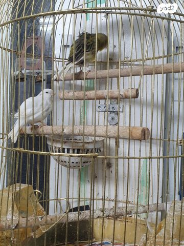 תמונת מודעה - חיות מחמד