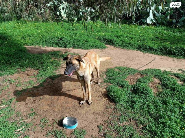 תמונת מודעה - חיות מחמד