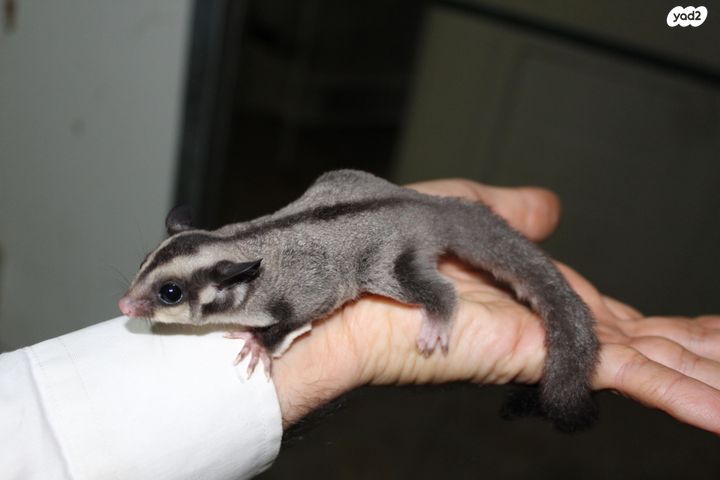 תמונת מודעה - חיות מחמד