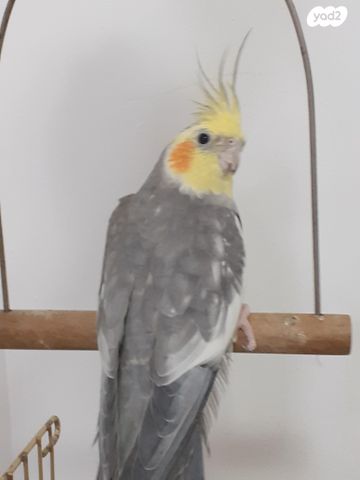 תמונת מודעה - חיות מחמד