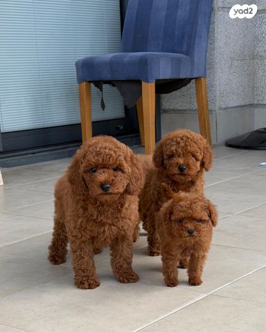 תמונת מודעה - חיות מחמד