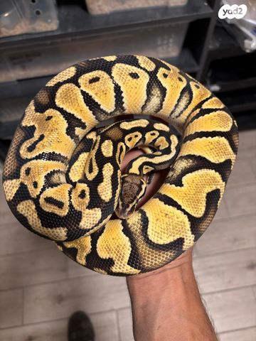 תמונת מודעה - חיות מחמד