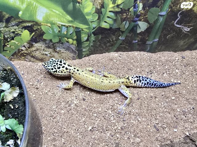 תמונת מודעה - חיות מחמד