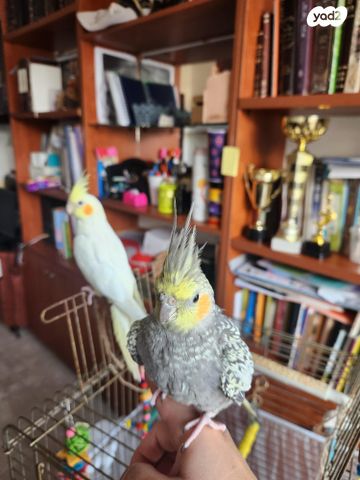 תמונת מודעה - חיות מחמד